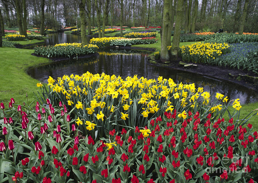 Kukenhoff Tulip Gardens Photograph by Craig Lovell