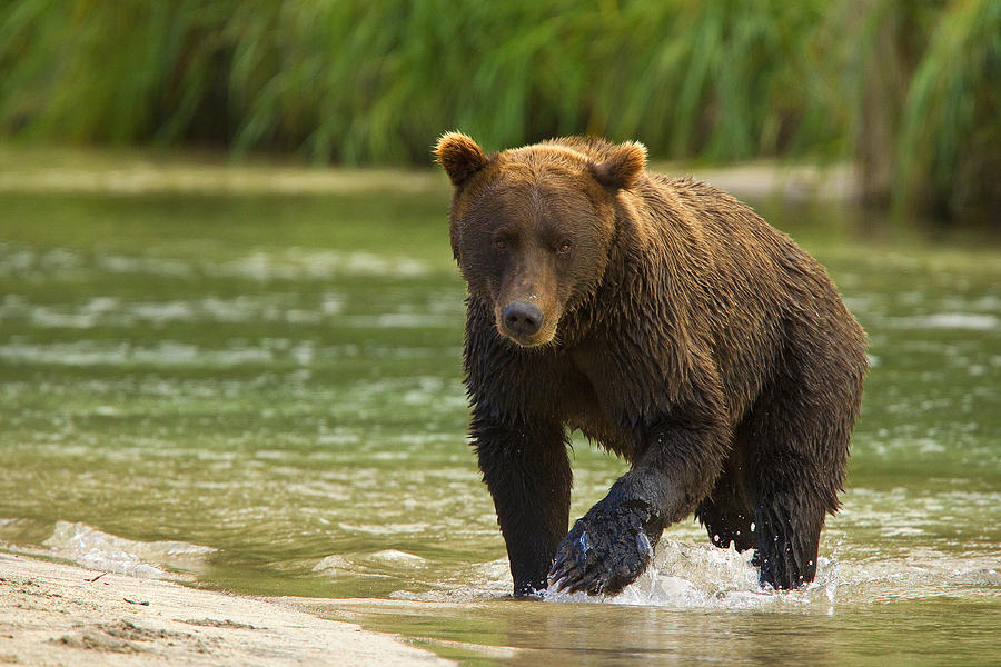 Kuliak Bear Photograph by Aaron Whittemore