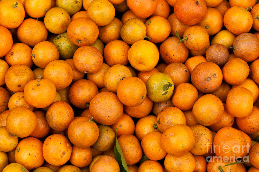 Kumquats Photograph by Rick Piper Photography