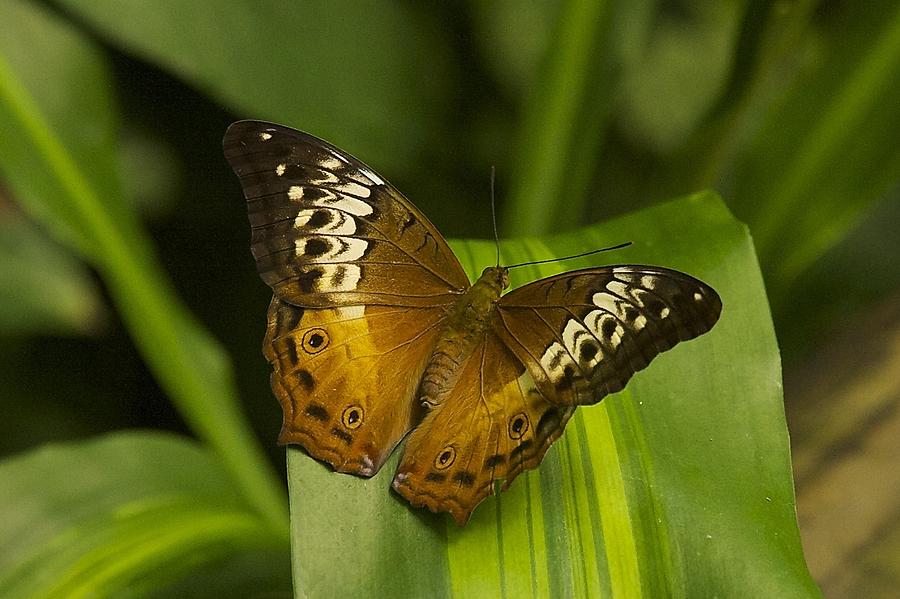 Kuranda Butterfly Photograph by Stuart Litoff