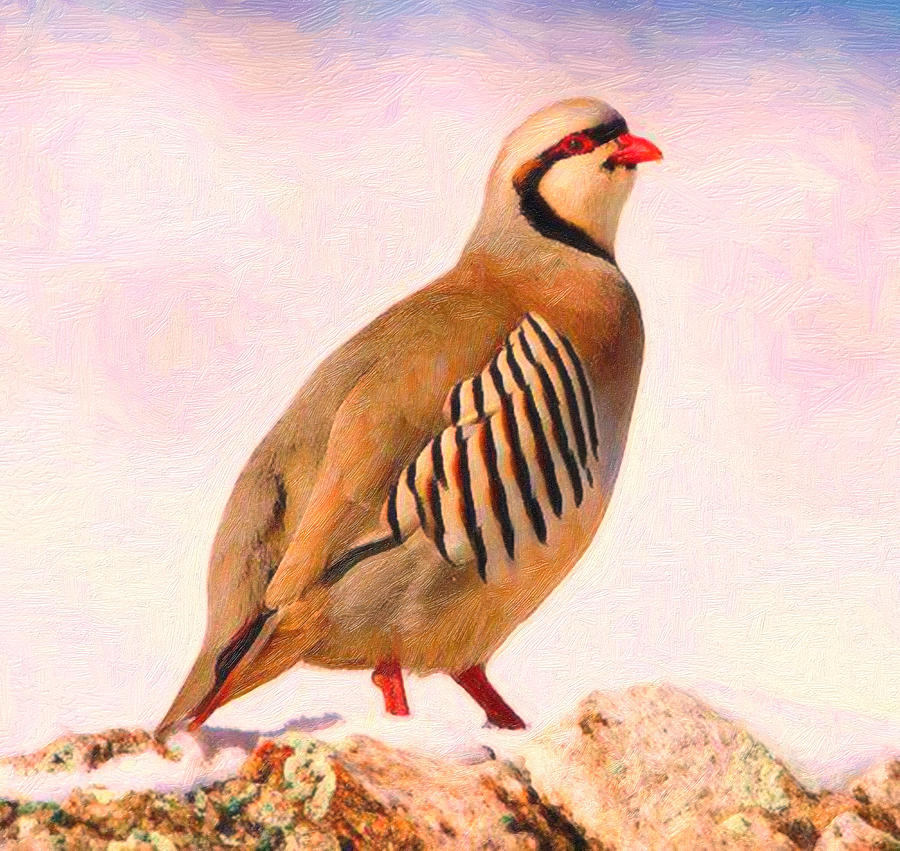 Kurdish Official Bird partridge Painting by MotionAge Designs