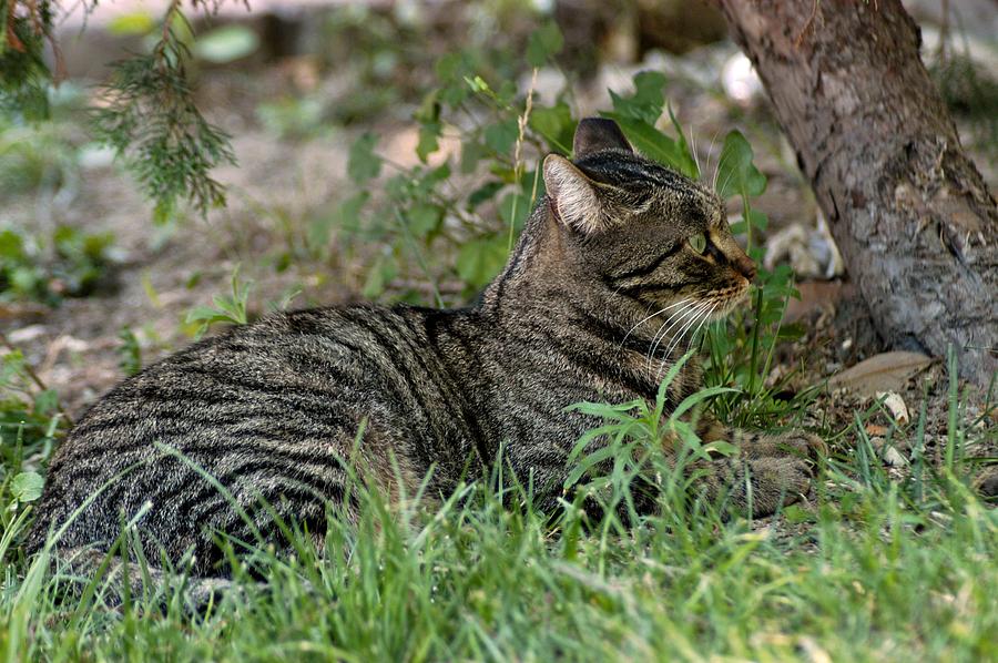 Kusadasi Cat Photograph by Joseph Yarbrough