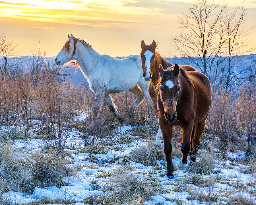 Ky Wild Horses Photograph