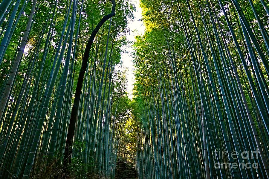 Kyoto Arashiyama bamboo forest-2 Photograph by Sergey Reznichenko ...