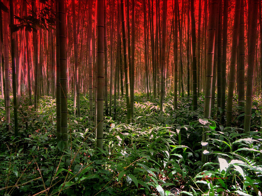 Kyoto Bamboo Forest Against A Red Sky Photograph by EricaMaxine Price