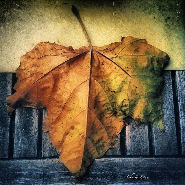 L. A.s One Fall Leaf Photograph by Christi Evans