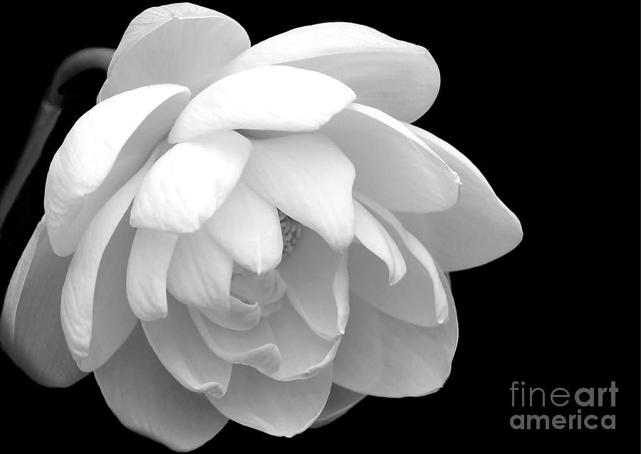 Black And White Photograph - L is for Lotus by Sabrina L Ryan
