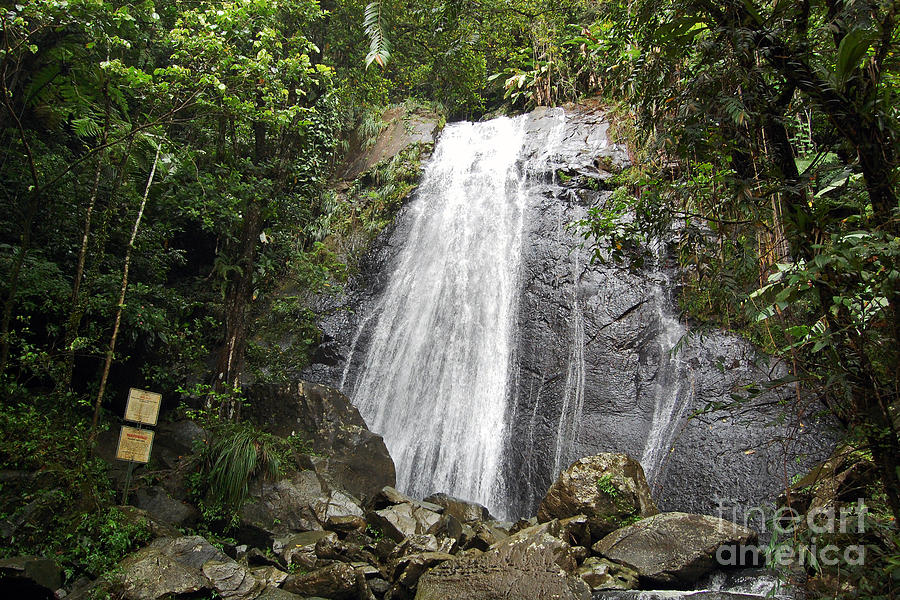 La Coca Falls El Yunque National Rainforest Puerto Rico Print Photograph by Shawn OBrien