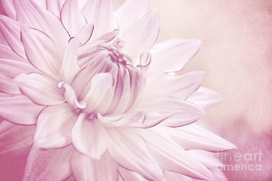 Dahlia Photograph - La Dahlia by Angela Doelling AD DESIGN Photo and PhotoArt Dahlia Photograph - La Dahlia by Angela Doelling AD DESIGN Photo and PhotoArt