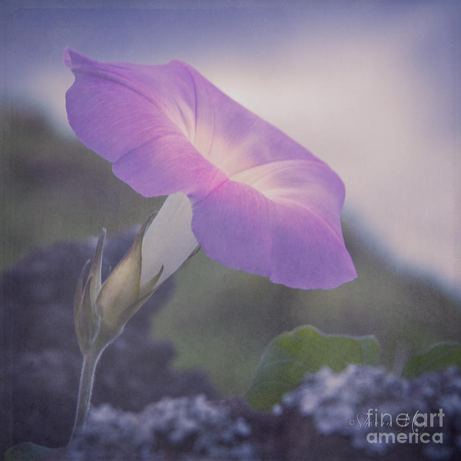 Flower Photograph - La divinite by Sharon Mau