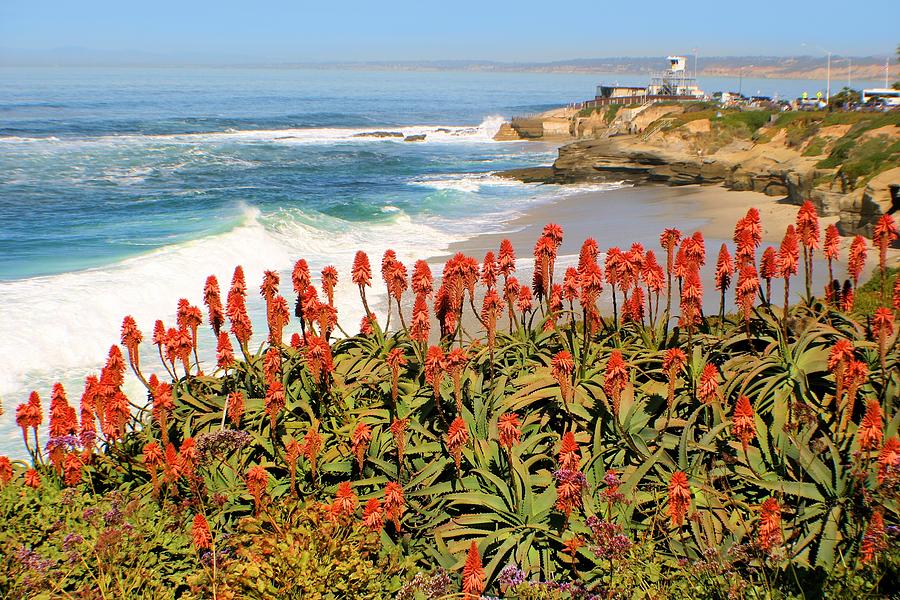 La Jolla Coast With Flowers Blooming Photograph