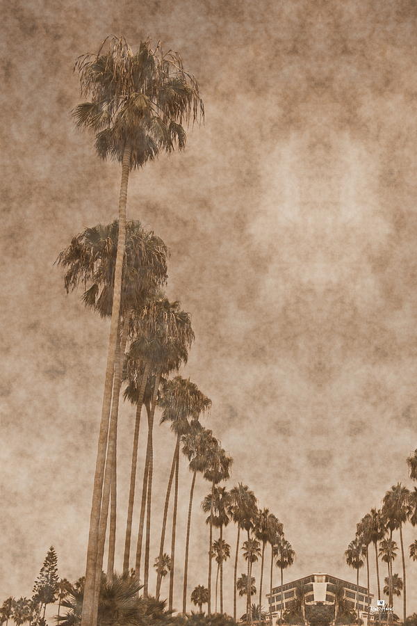 La Jolla Palm Trees Photograph by Russ Harris