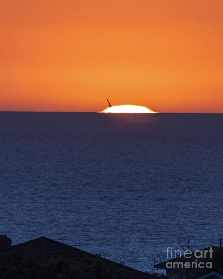 La Jolla Sunset with Seagull Photograph by L J Oakes