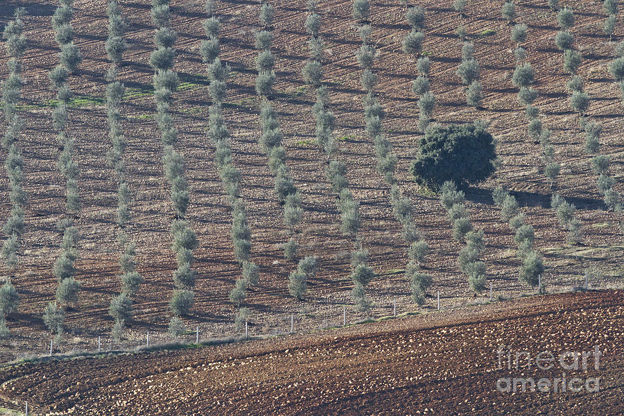 La Mancha Landscape - Spain Series-uno Photograph by Heiko Koehrer-Wagner