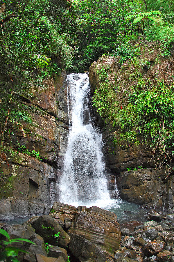 La Mina Falls El Yunque NF Photograph by Alan Lenk