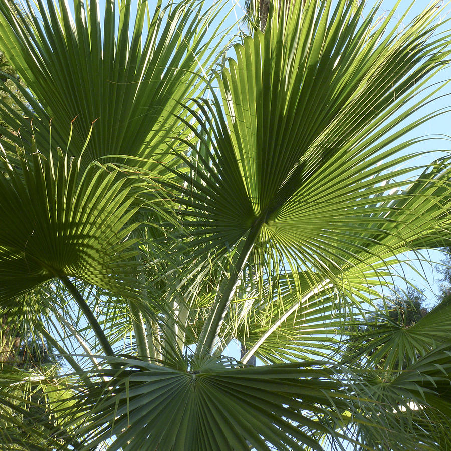 La Palm 1 Photograph by Gilbert Artiaga