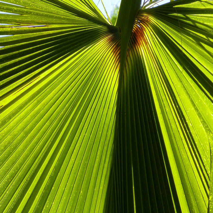 La Palm 2 Photograph by Gilbert Artiaga