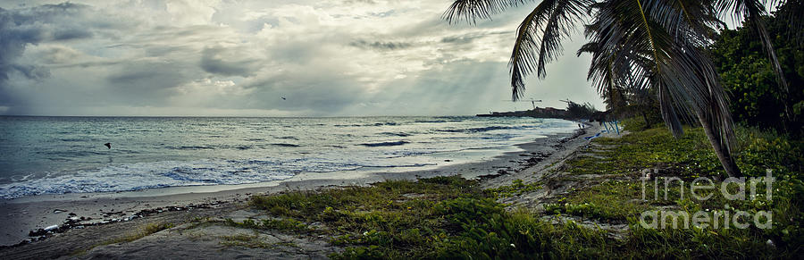 Tree Photograph - La Playa by Audrey Wilkie