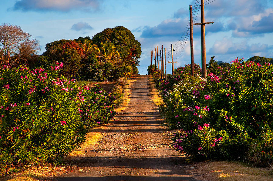 Flower Photograph - La Route du Soleil. The Road of Sun by Jenny Rainbow