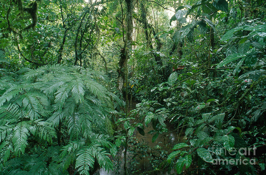 La Selva, Costa Rica Photograph by Gregory G. Dimijian, M.D.