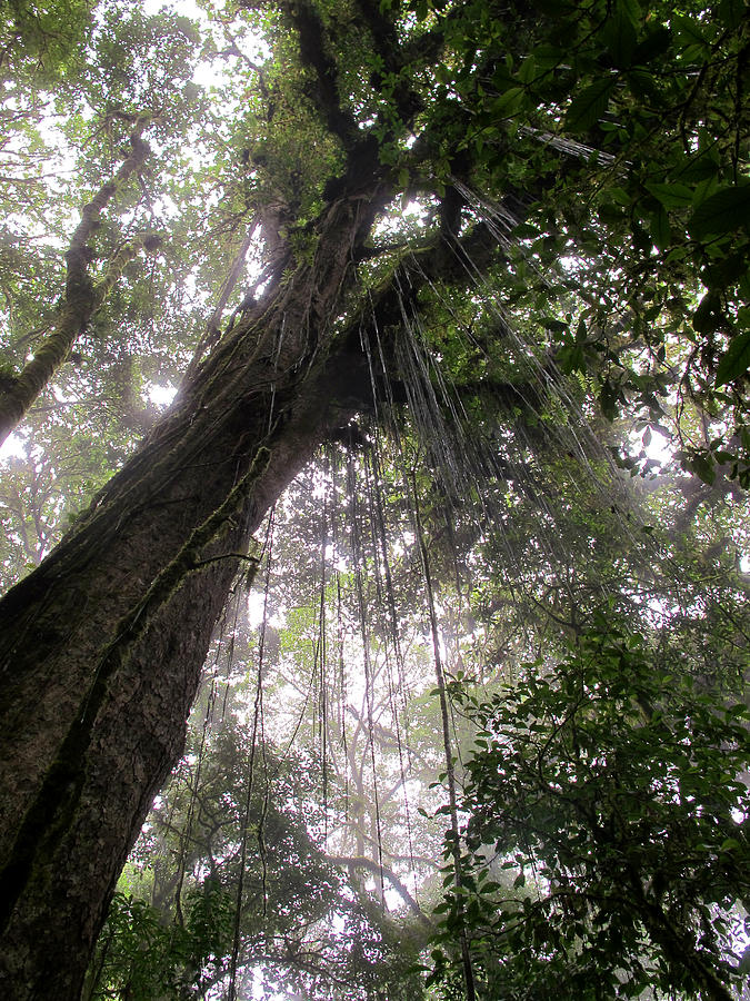 La Tigra Rainforest Canopy Photograph by David Beebe