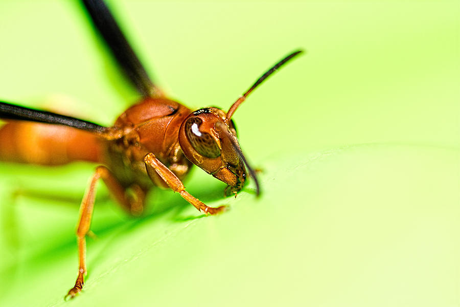 Insects Photograph - La Vespa by Jon Woodhams
