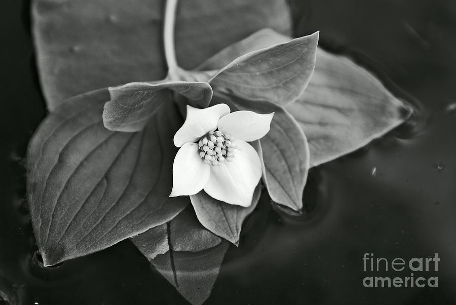 Flowers Still Life Photograph - La Vie en Noir et Blanc by Aimelle Ml