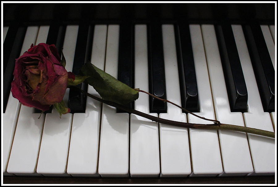 La Vie En Rose A Love Song Photograph By Dora Sofia Caputo
