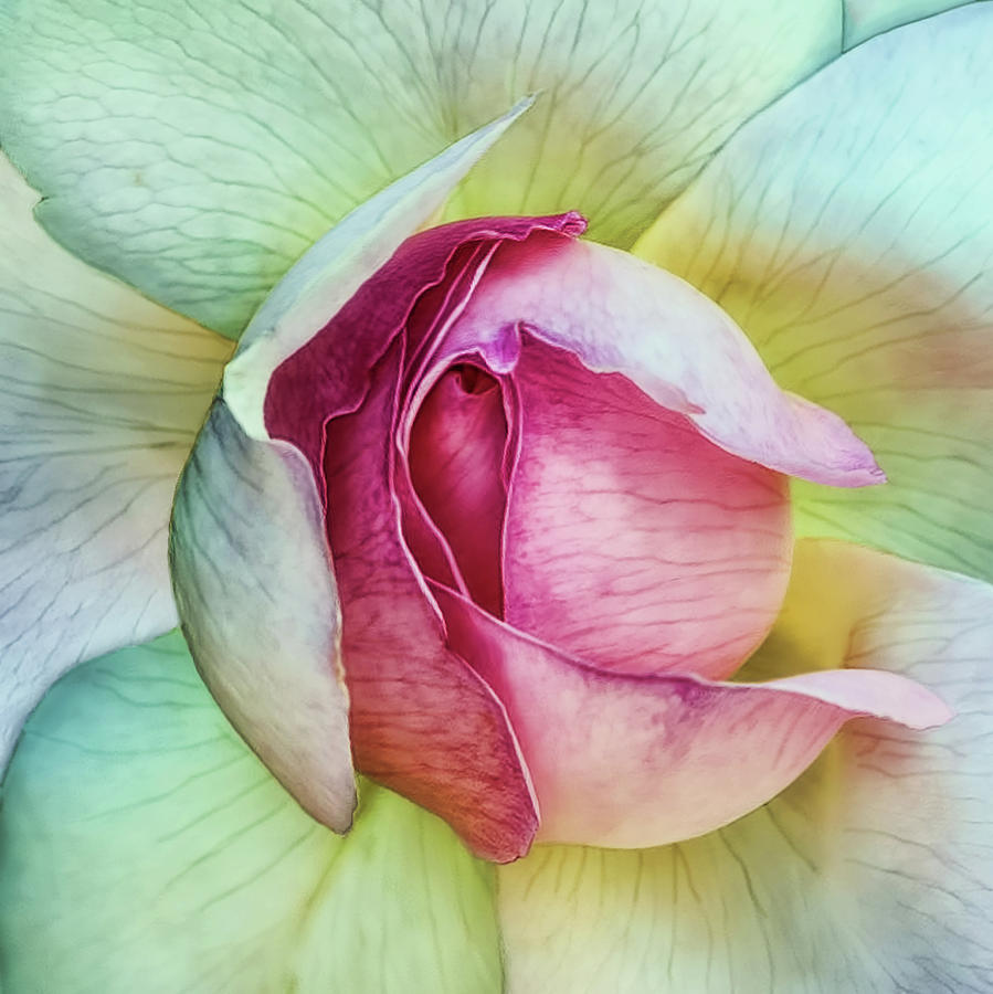 Flower Photograph - La Vie En Rose by Piet Flour Flower Photograph - La Vie En Rose by Piet Flour