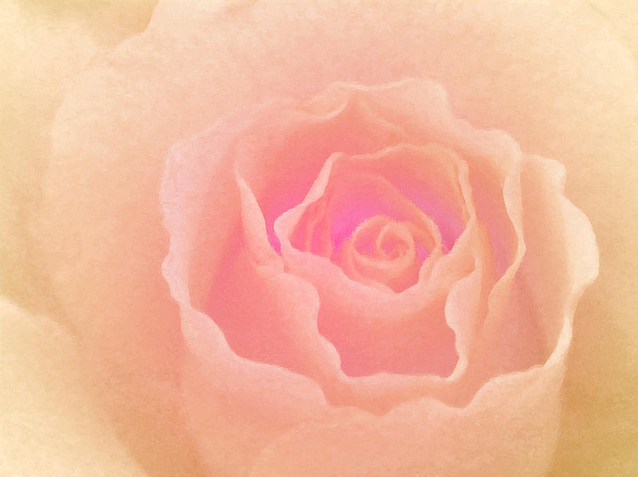 Rose Photograph - La Vie en Rose by The Art Of Marilyn Ridoutt-Greene