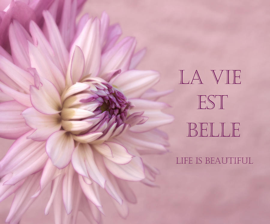 Flower Photograph - La Vie Est Belle by Kim Hojnacki