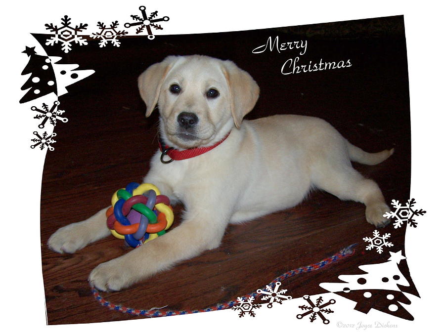 Lab Pup Merry Christmas Photograph by Joyce Dickens