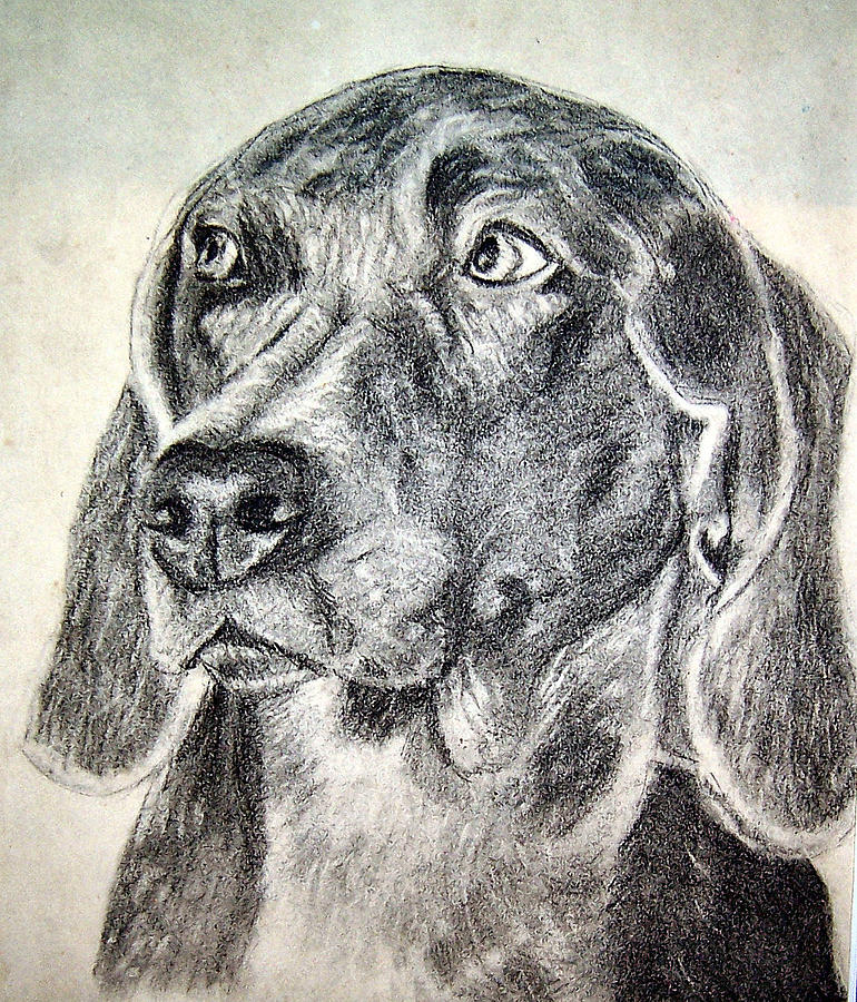 Lab Sketch Drawing By Joy Reese - Fine Art America