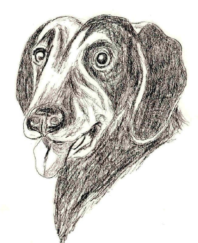 Labby Drawing By Treavor Pence - Fine Art America