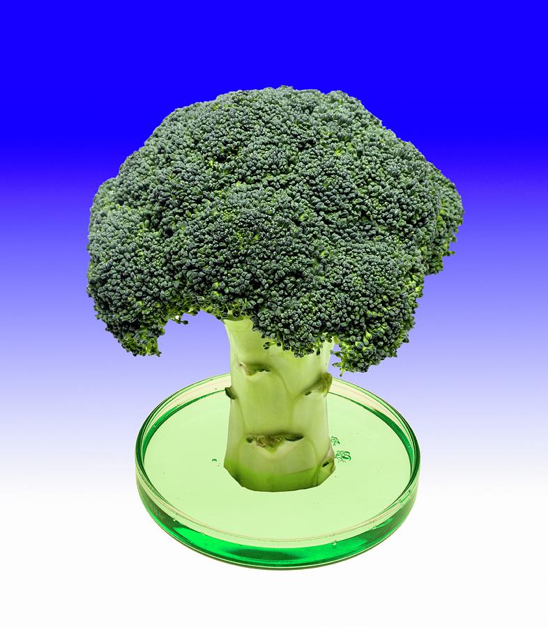Broccoli Photograph - Laboratory-grown Broccoli by Victor De Schwanberg/science Photo Library