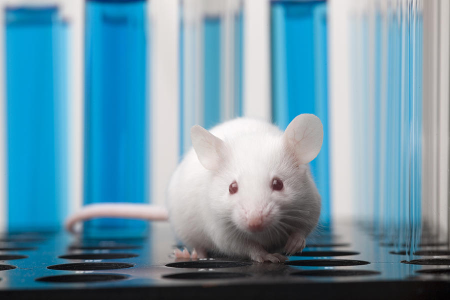 Laboratory mouse Photograph by Dra_schwartz