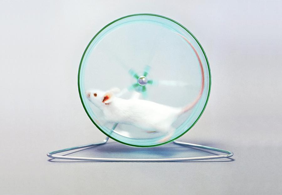 Laboratory Mouse Photograph by Science Photo Library Laboratory Mouse Photograph by Science Photo Library