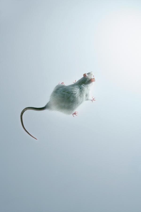 laboratory-rat-photograph-by-coneyl-jay-science-photo-library-fine