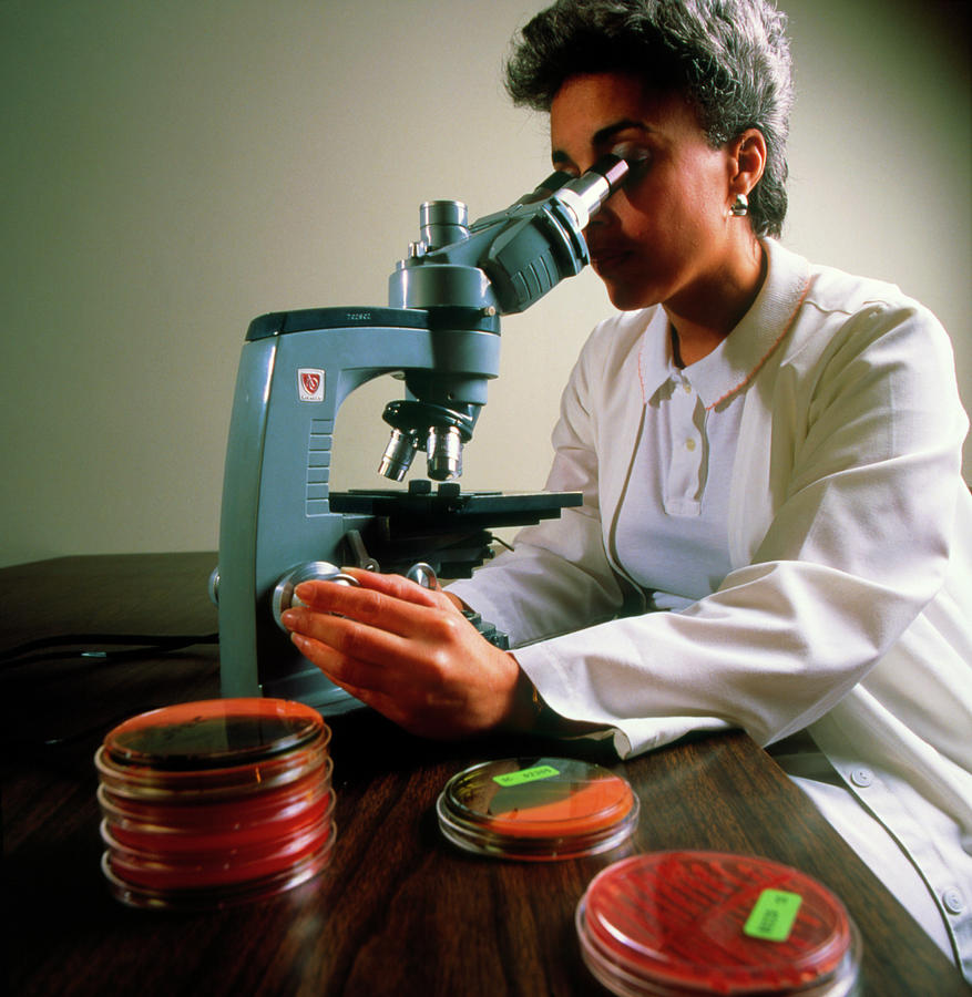 Laboratory Technician At Microscope. Photograph by Stevie Grand/science Photo Library