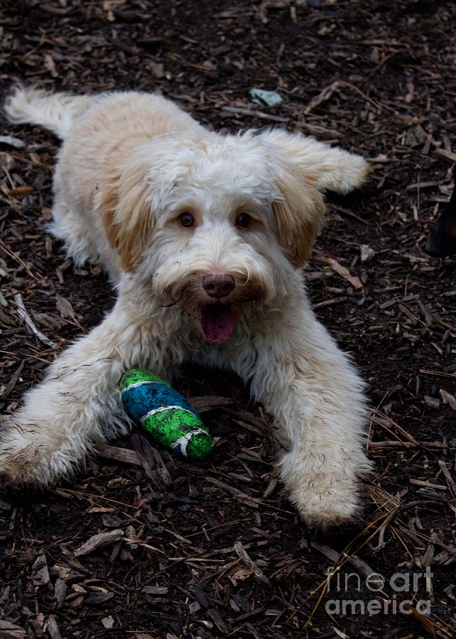 Labradoodle at Play Photograph by Sandra Clark