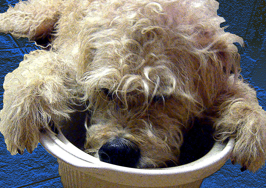 Labradoodle Dishwasher Photograph by Michele Avanti