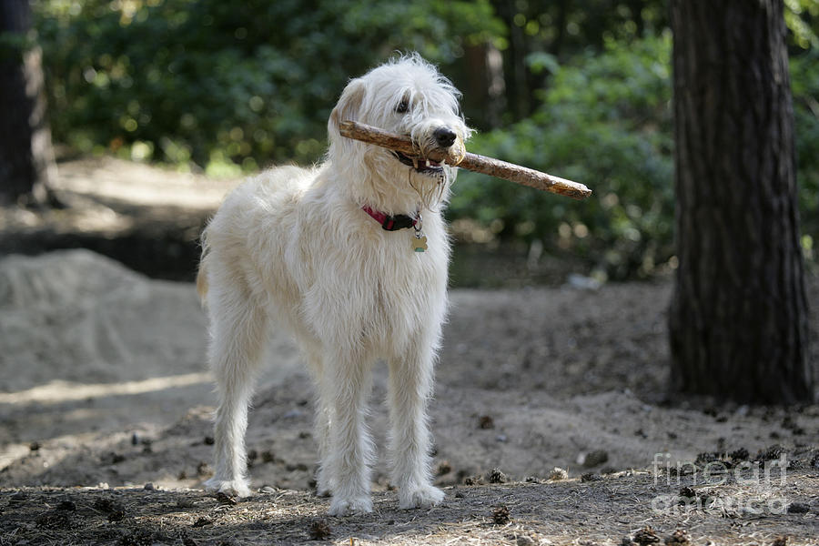 Labradoodle Holding Stick Photograph by John Daniels
