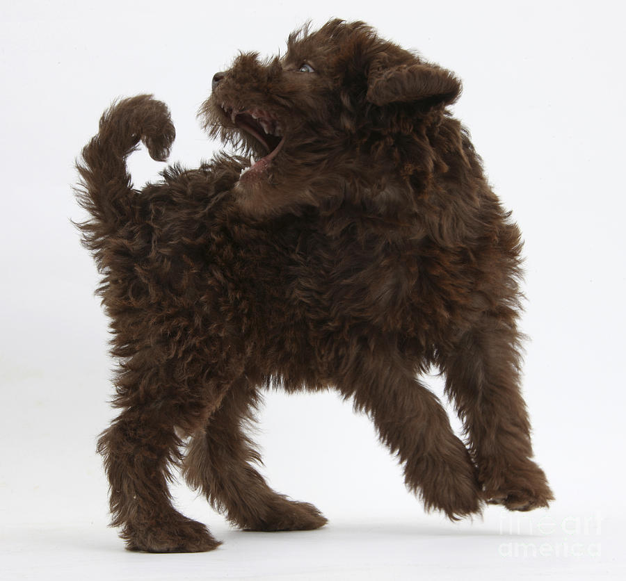 Labradoodle Puppy Photograph by Mark Taylor