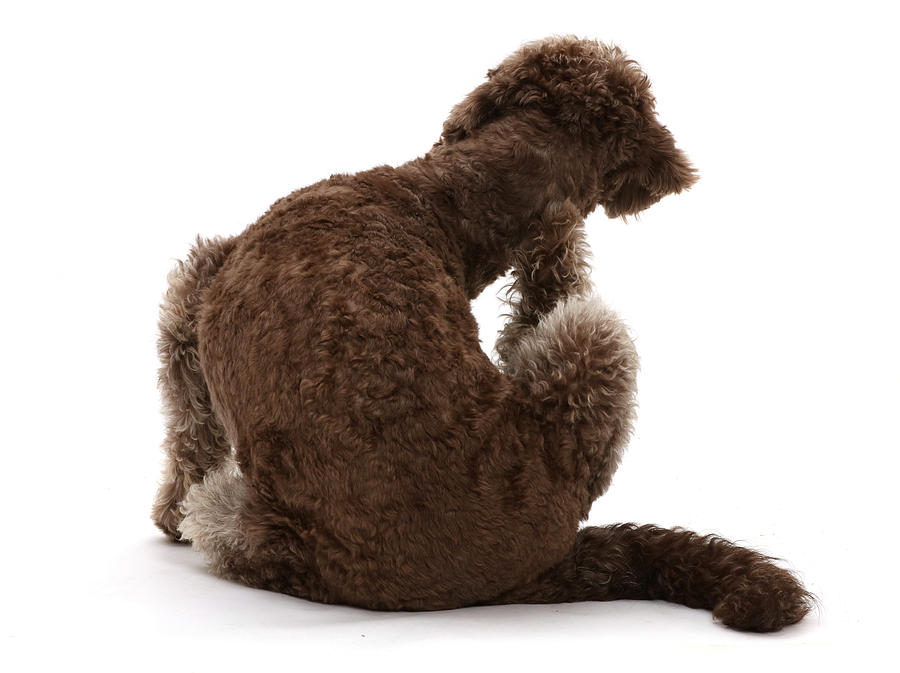Labradoodle Scratching Photograph by Mark Taylor