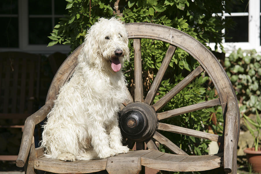 Labradoodle Sitting On Chair Photograph by John Daniels