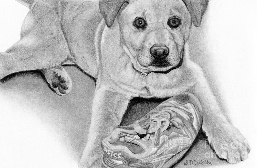 Sneaker Snatcher- Labrador and Chow Chow Mix Drawing by Sarah Batalka