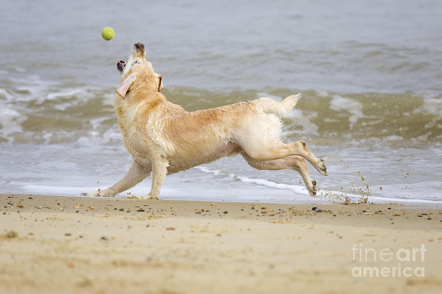 Labrador Dog Chasing Ball Photograph by Geoff du Feu