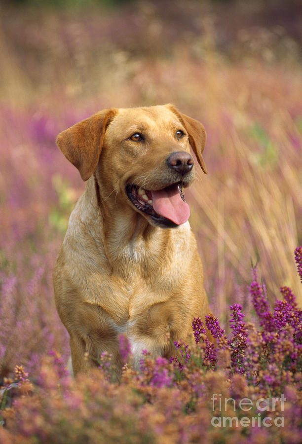Mammal Photograph - Labrador Dog by John Daniels