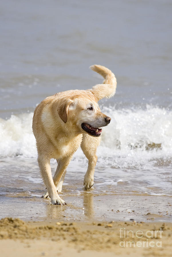 Mammal Photograph - Labrador Dog Playing On Beach by Geoff du Feu