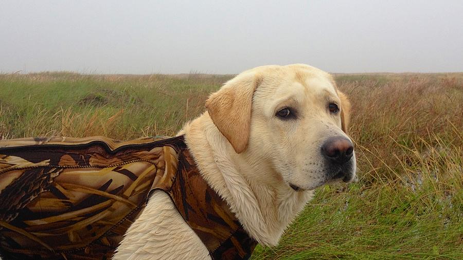 Labrador Hunting Partner Photograph by Kristina Deane